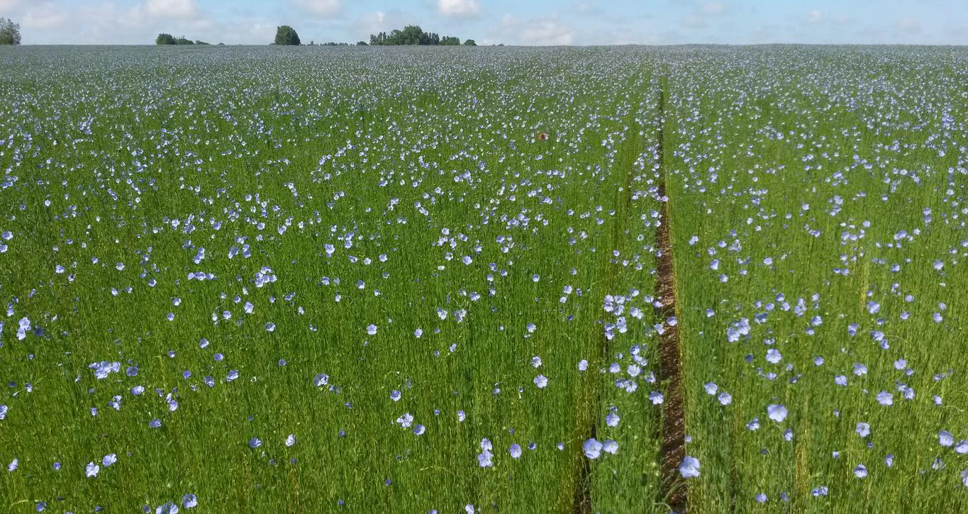 Le lin en fleur sur les champs de Wavalin