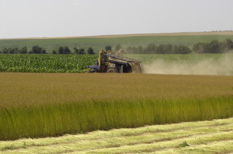 Récolte mécanique du lin à Wavalin