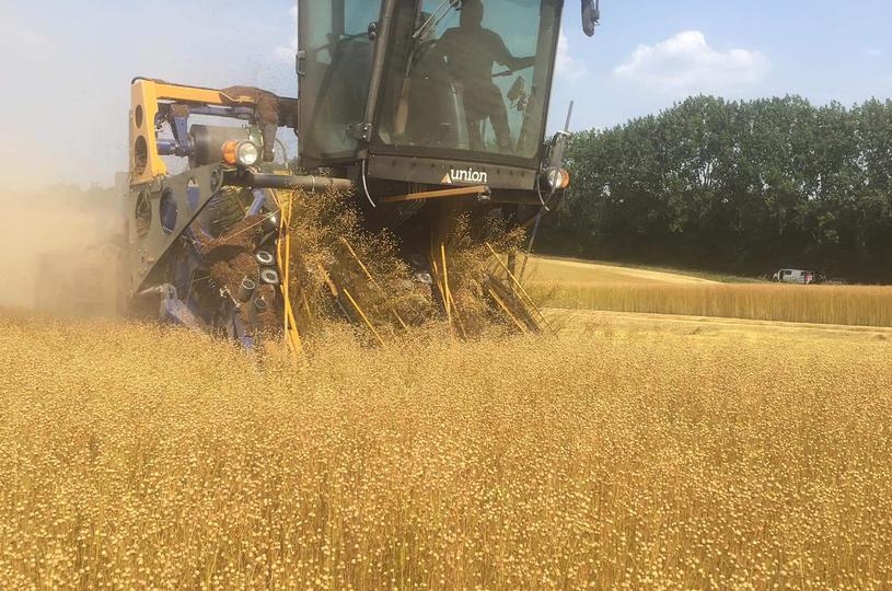 Récolte mécanique de lin à Wavalin